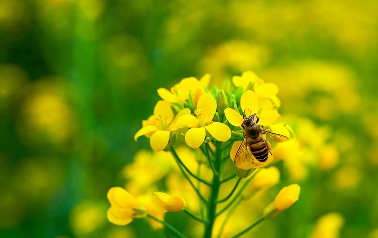 honey bee pollinating