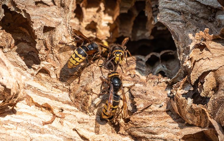 hornets building a nest