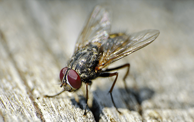 a house fly inside of a home in neptune beach florida 