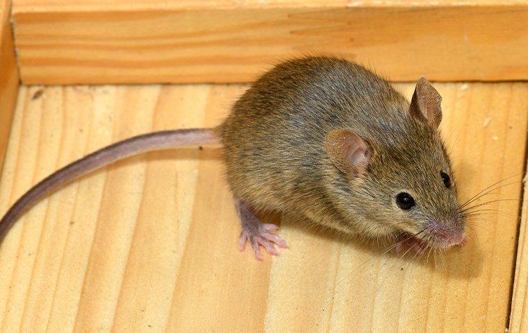 House Mouse