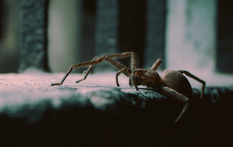 a house spider crawling in a dusty basement