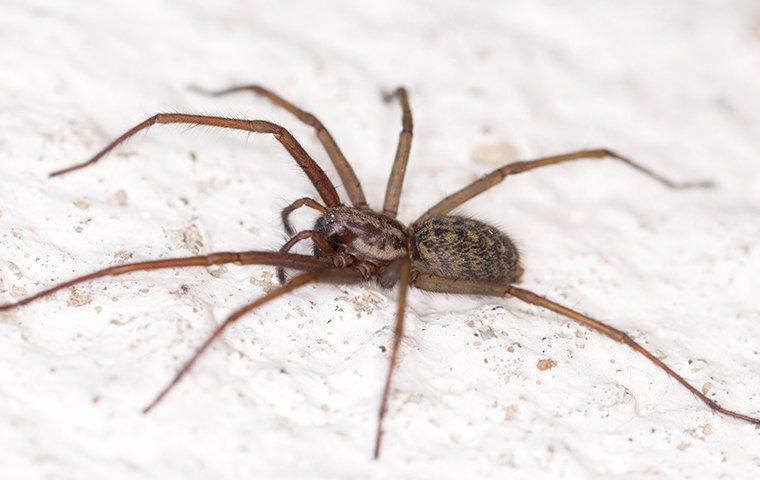 a house spider crawling on the floor of a home