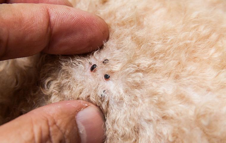 Fleas on shop human hair