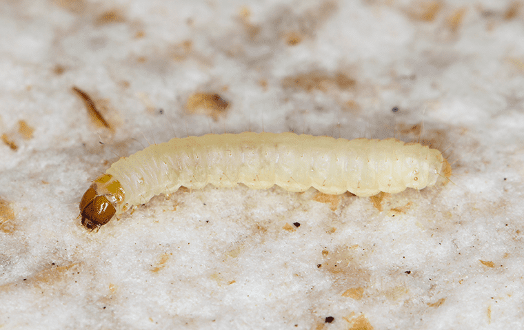 an indian meal moth larva in a home in neptune beach florida