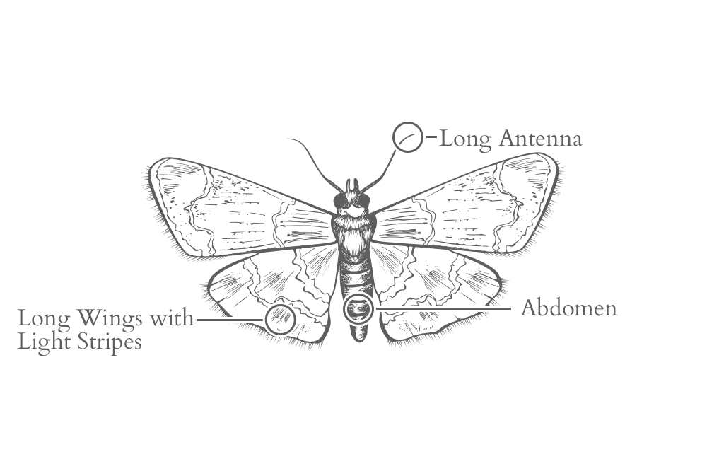 an illustration of an indian meal moth