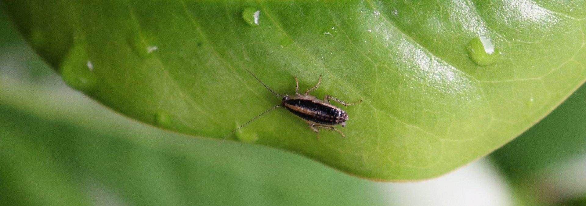 asian cockroach on wet leaves