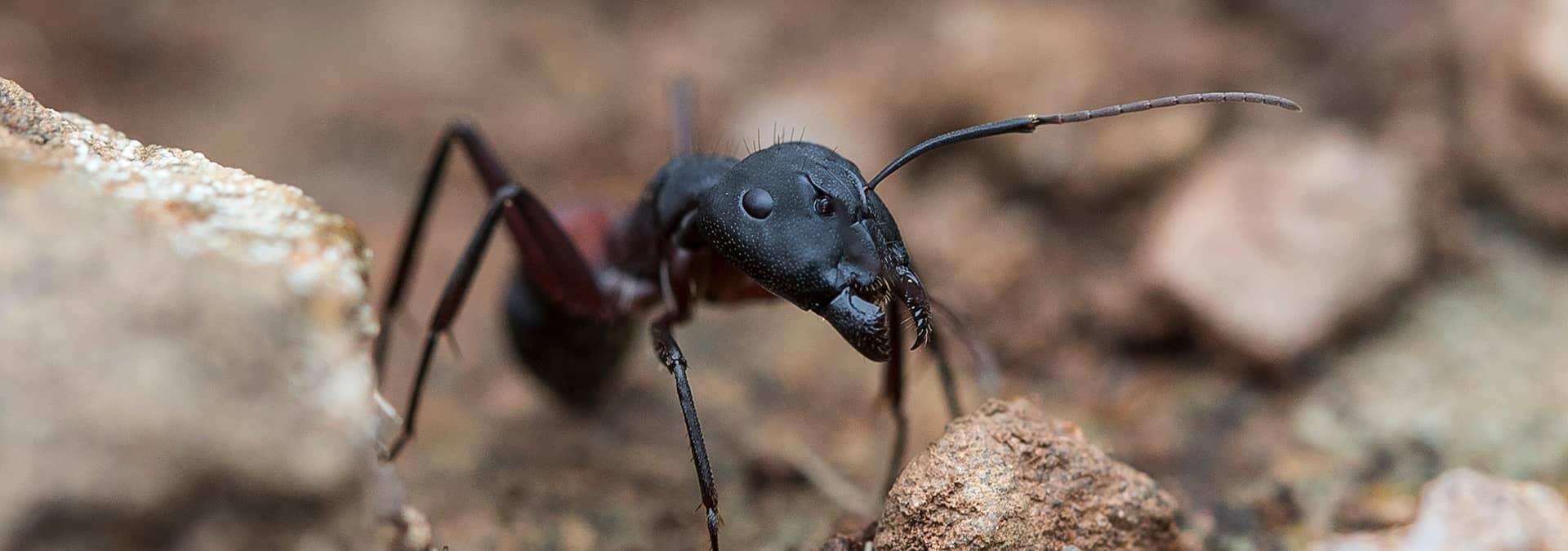 Carpenter Ant Identification A Guide To Carpenter Ants In Ne Florida