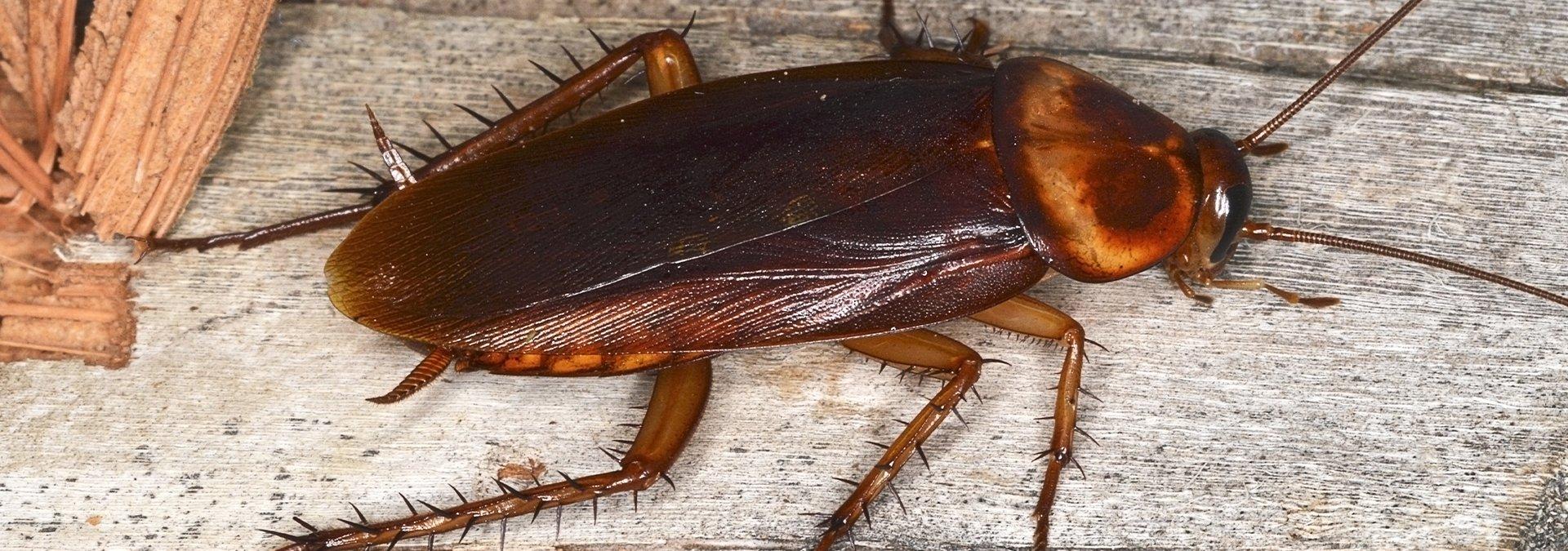 cockroach on wood