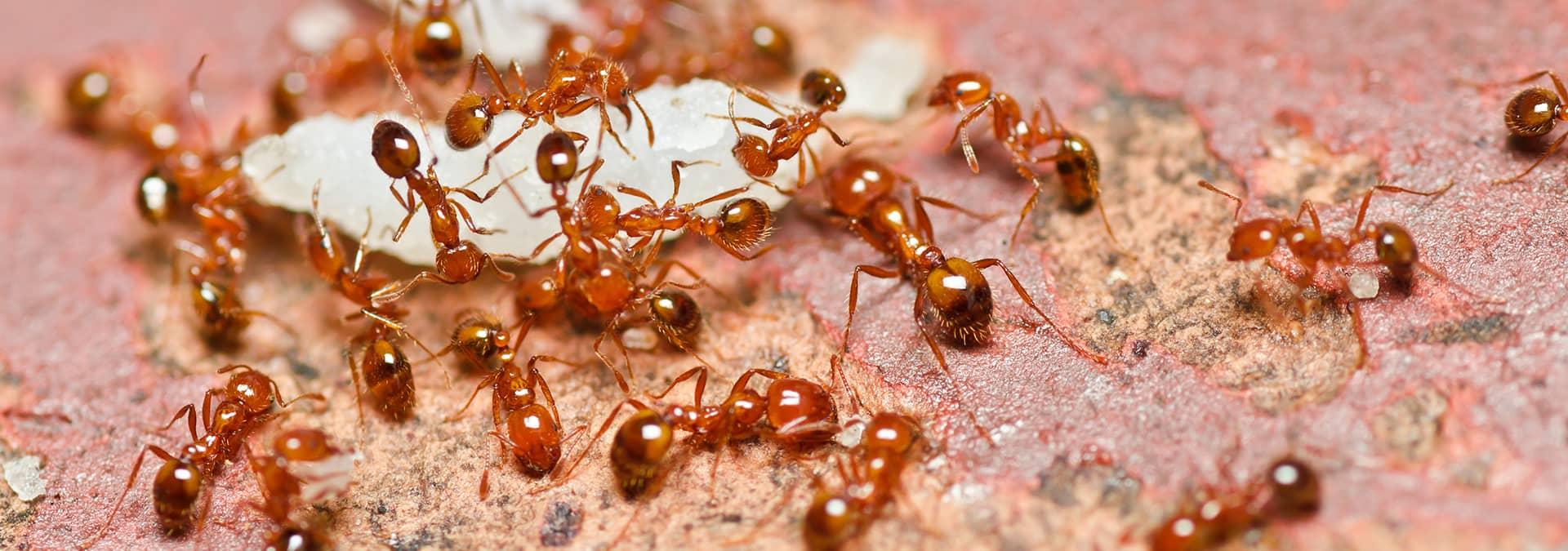 many fire ants outside a home in saint johns florida
