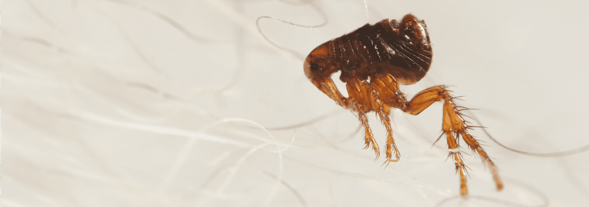 a flea in a home in jacksonville beach florida