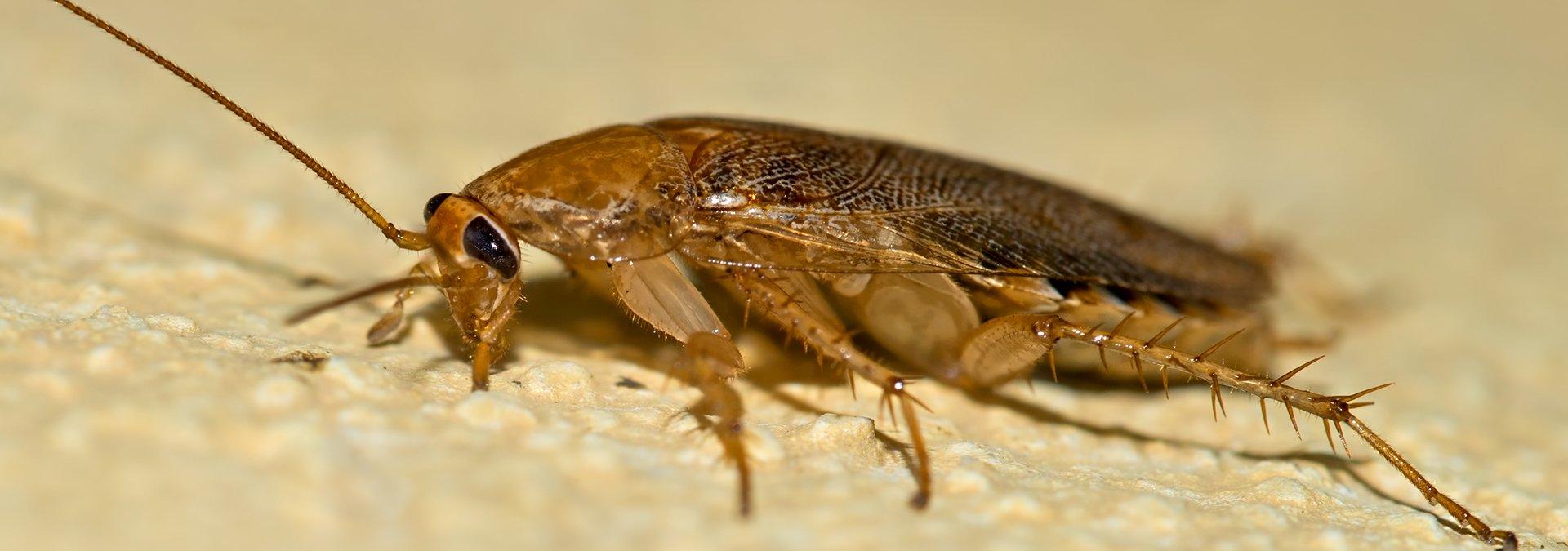 german cockroach on wall