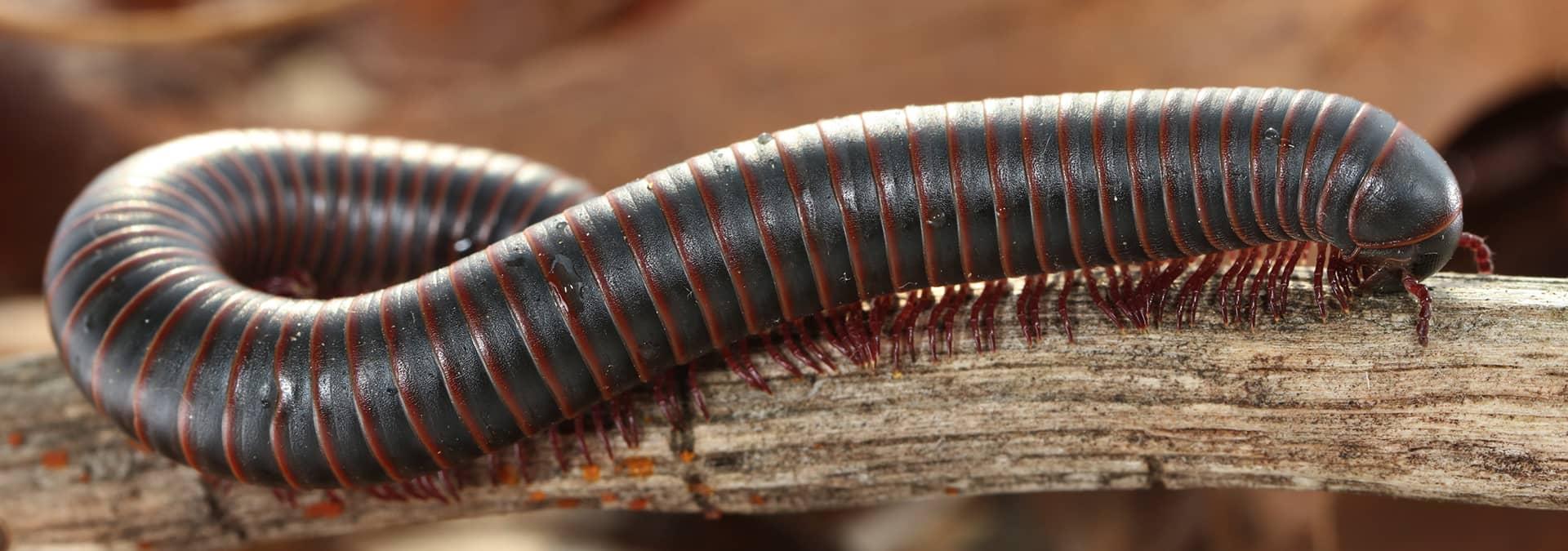 A Guide To Millipedes In Northeast Florida. a millipede outside of a home i...