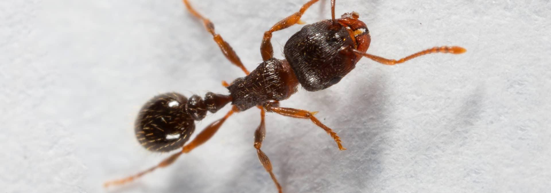 a pavement ant inside a home in jacksonville florida