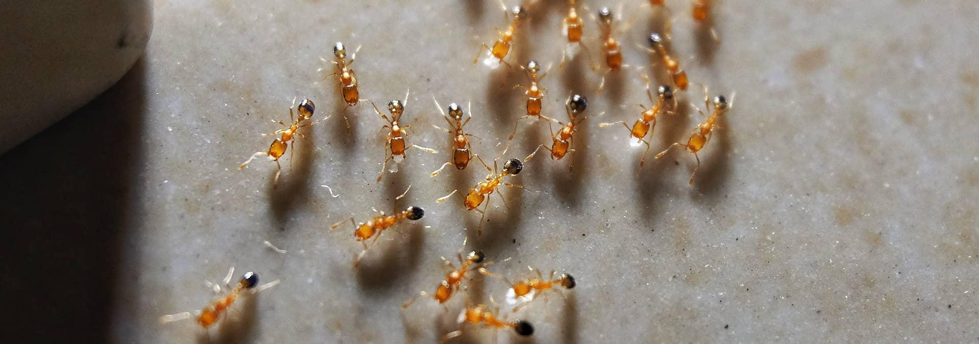 many pharoah ants in a jacksonville florida kitchen