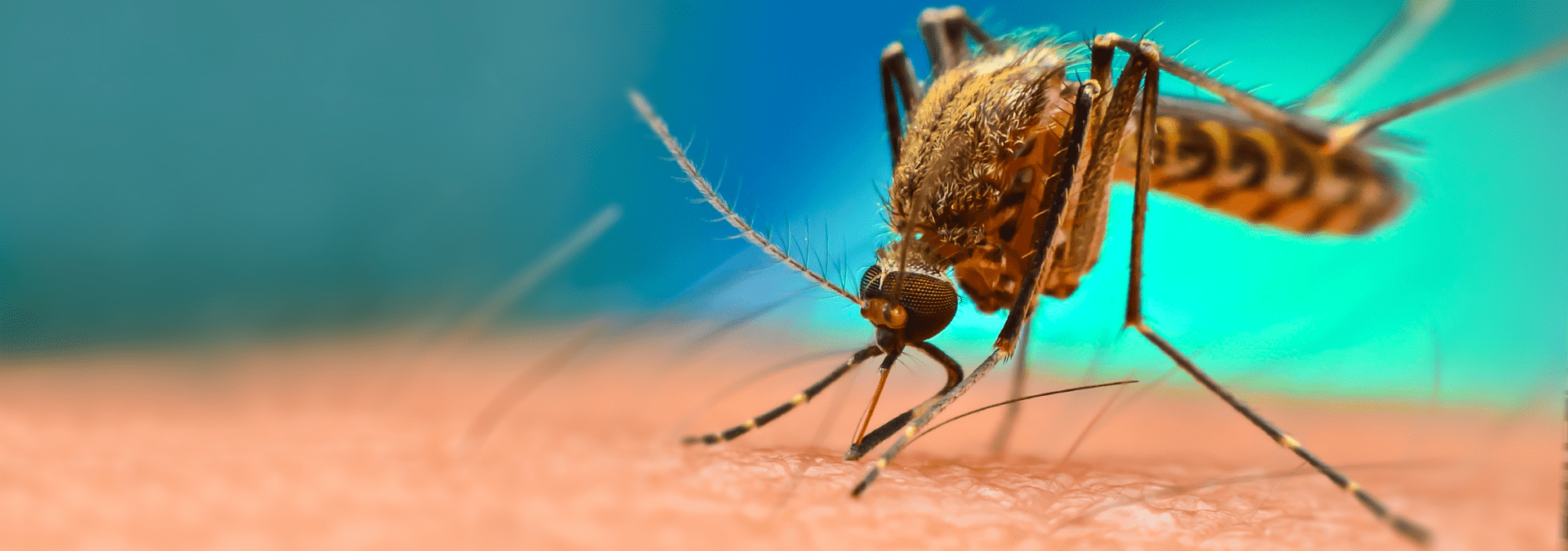 Mosquito Identification In Jacksonville, FL | Lindsey Pest Services
