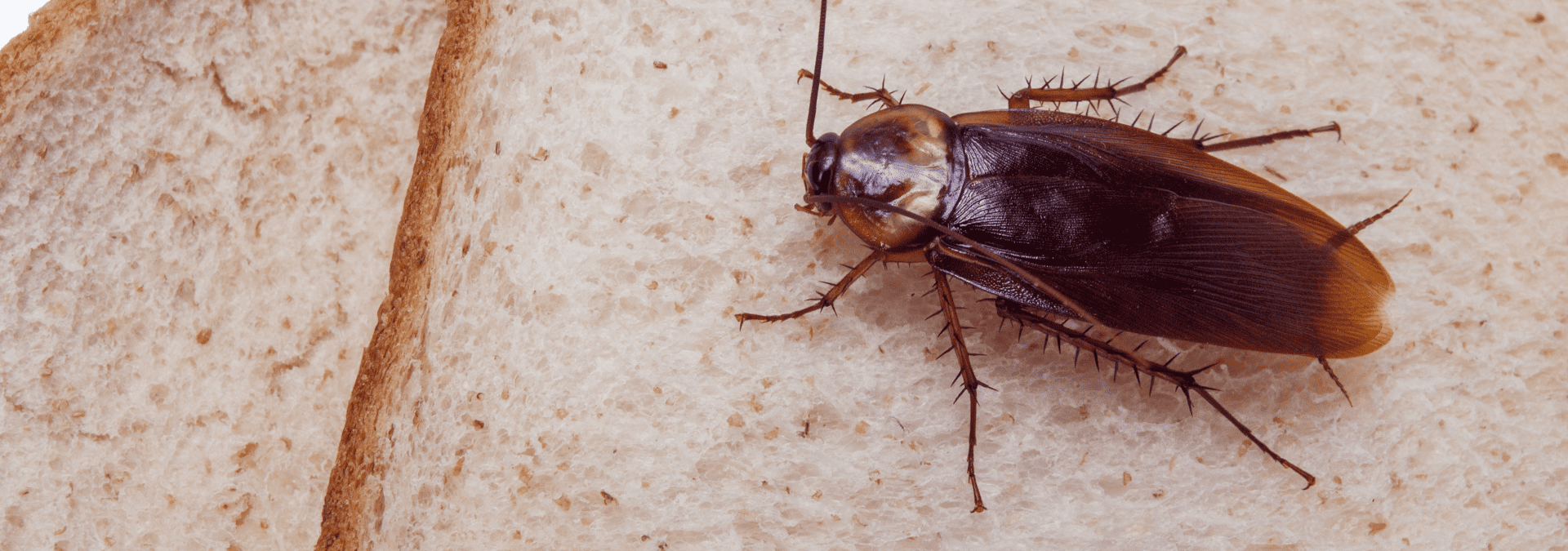 big flying cockroaches