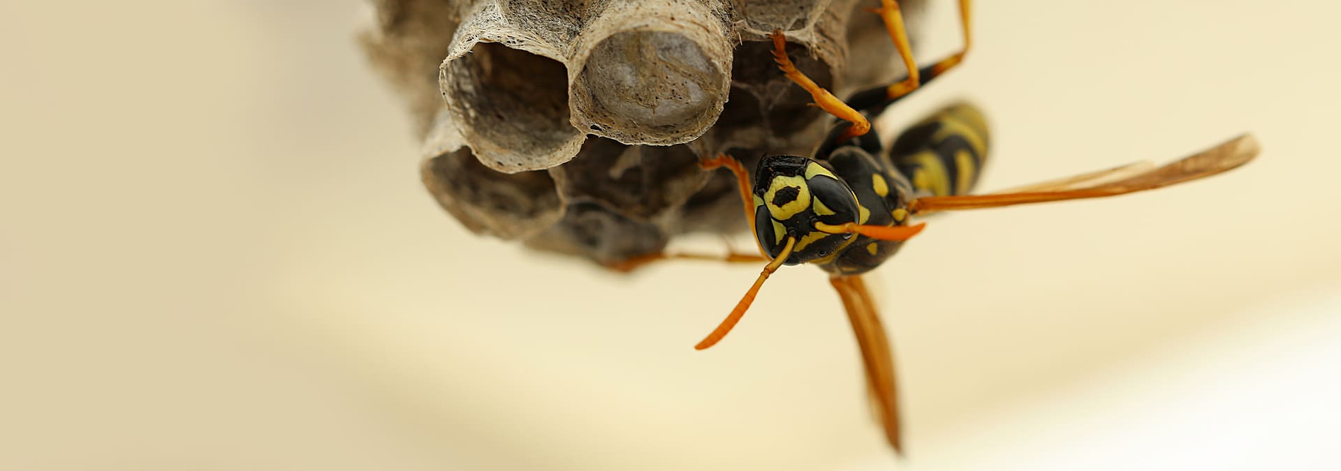 a wasp building a nest outside of a jacksonville florida home
