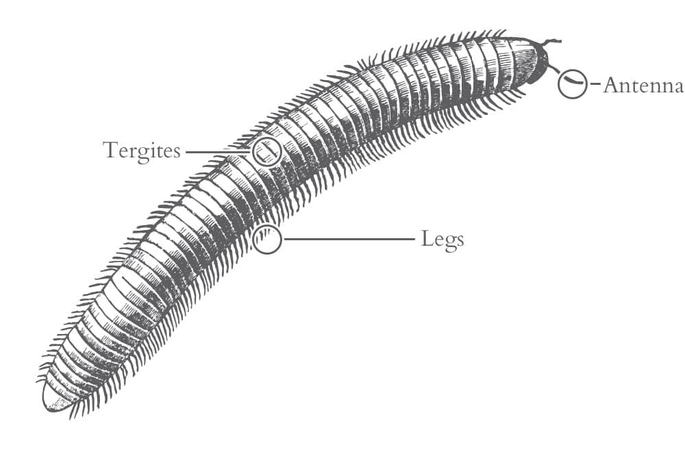 an illustration of a millipede