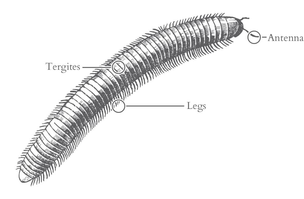 millipede identification guide