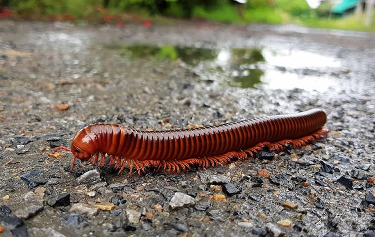 a millipede outside a home in jacksonville florida