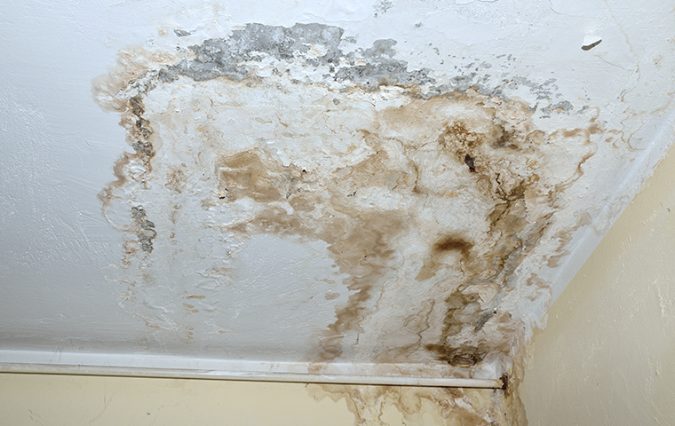 mold damage in home