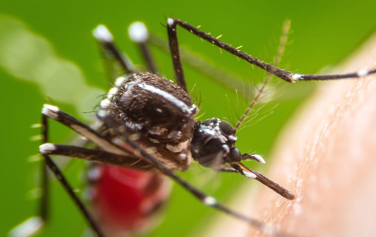 mosquito up close