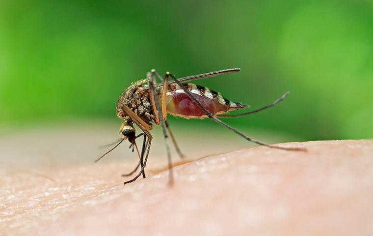 a mosquito biting a persons leg