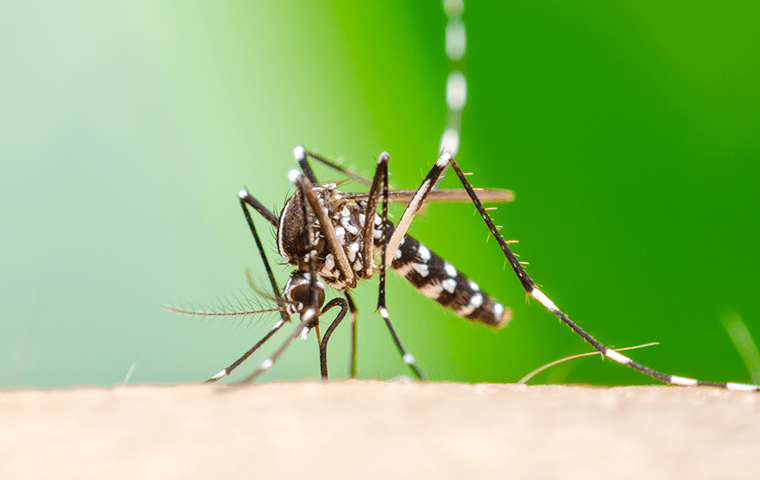 a mosquito biting a person in amelia island florida