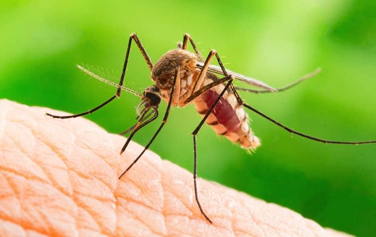 a mosquito biting a person in fruit cove florida