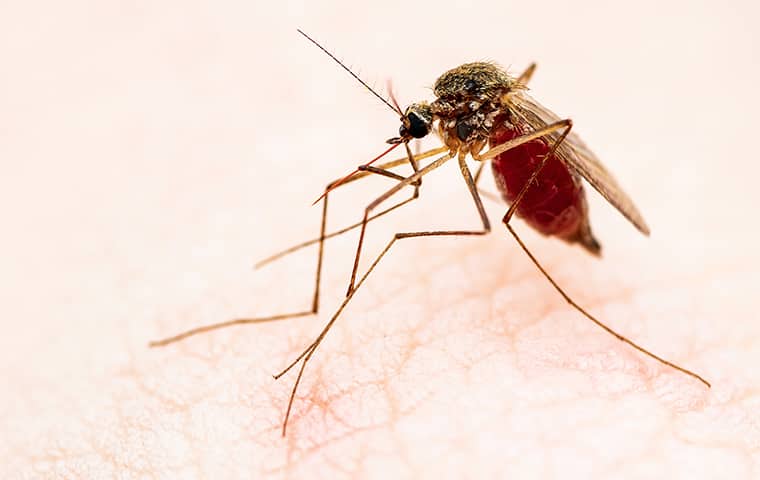 a mosquito biting a persons skin in jacksonville beach florida