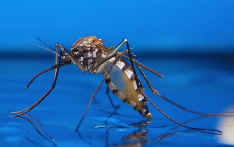 a mosquito inside of a home in julington creek florida