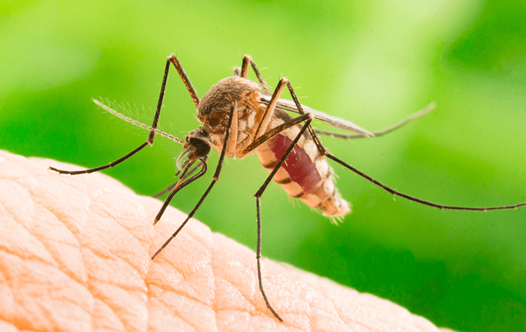 a mosquito biting into human skin in a jacksonville florida yard