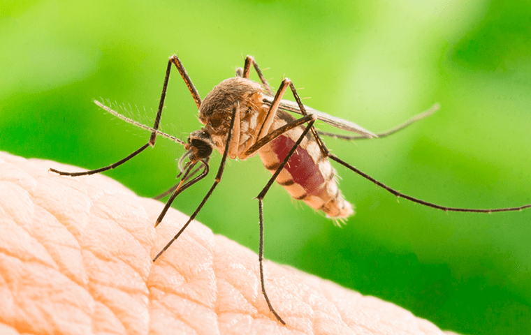 https://cdn.branchcms.com/PW6XA6R3kl-1121/images/mosquito-on-human.png