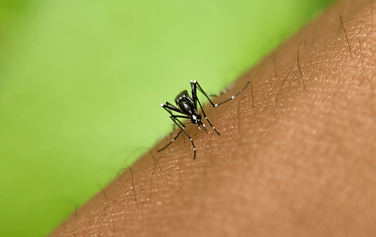 mosquito on skin