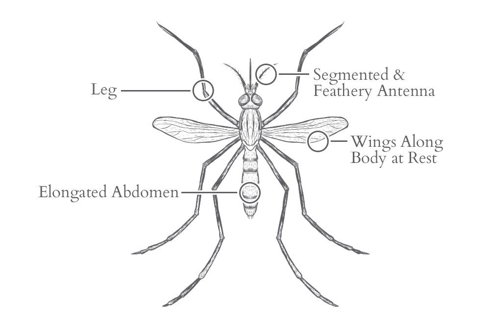 an illustration of a mosquito