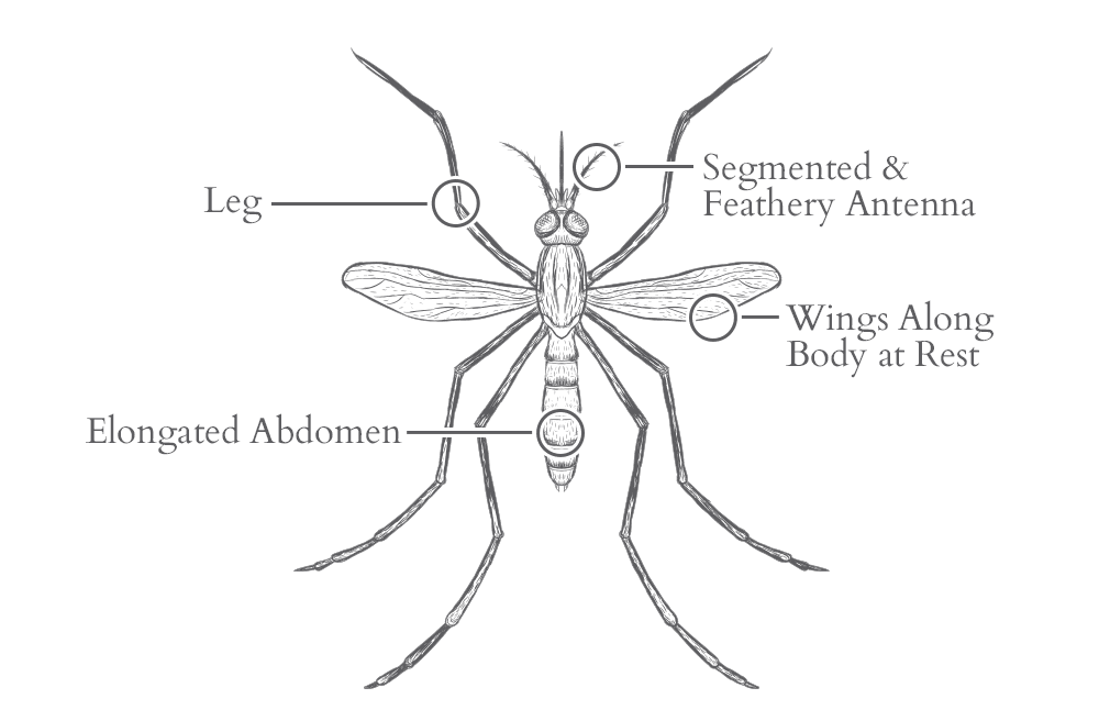 Mosquitoes Lay Their Eggs In Standing Water an illustration of a mosquito