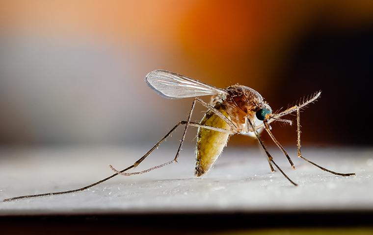 close up of mosquito