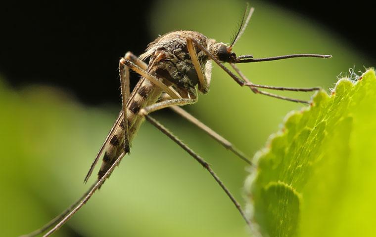 a mosquito that landed on a green leaf