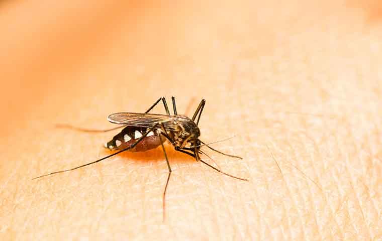 a mosquito biting a person on the leg