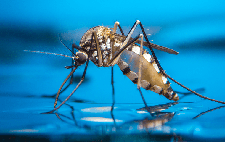 a mosquito drinking water in jacksonville florida