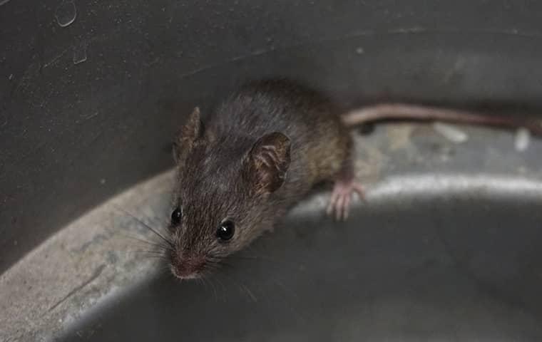 a mouse in a home in fleming island florida
