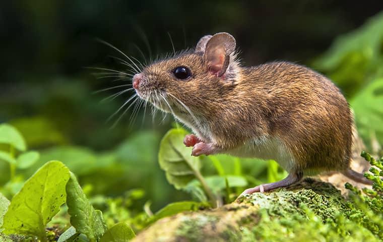 a mouse outside of a home in san marco florida