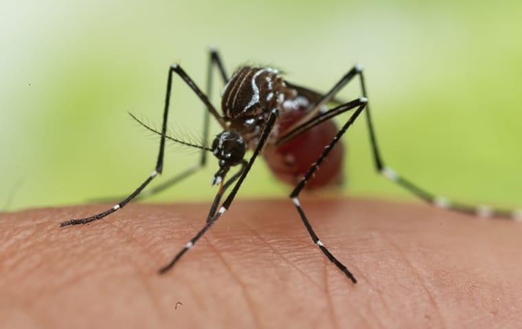 a mosquito biting a nocatee florida resident