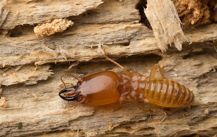 a termite chewing wood in a nocatee florida home