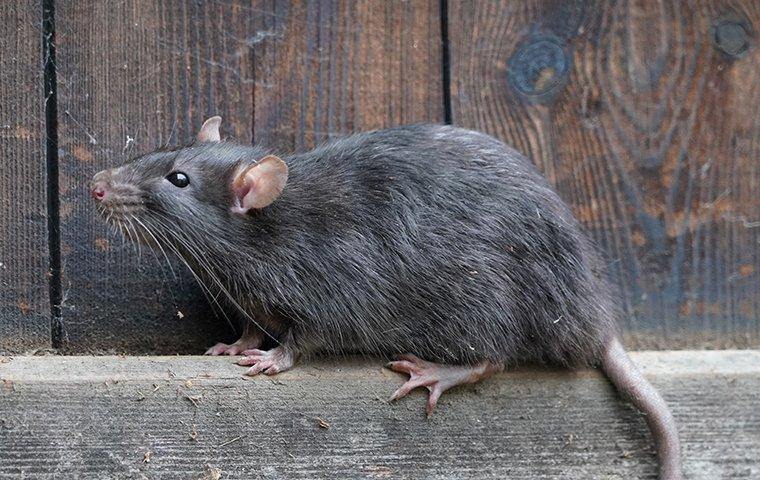norway rat on fence