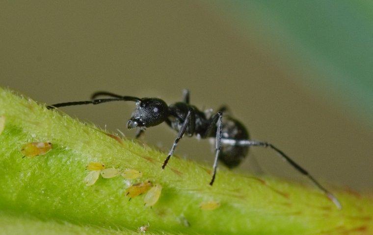 an odorous house ant on a leaf