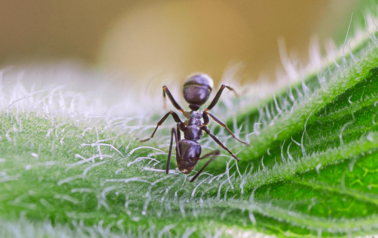 an odorous house ant on a plant outside a home in jacksonville beach florida