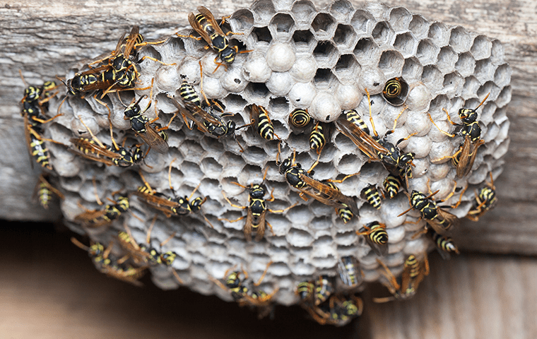 a paper wasp nest on the outside of a jacksonville florida home