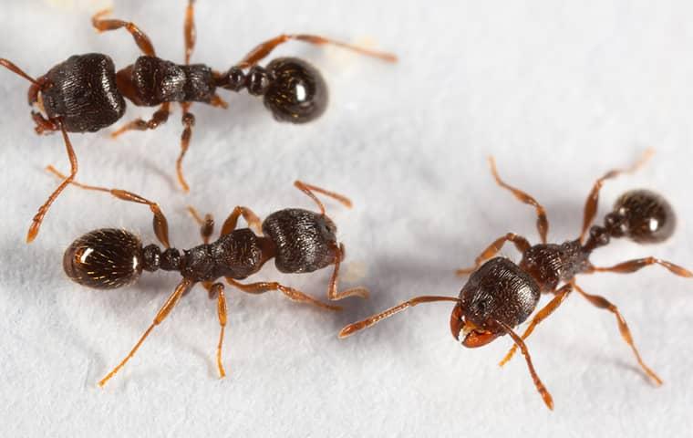 pavement ants crawling on a wall