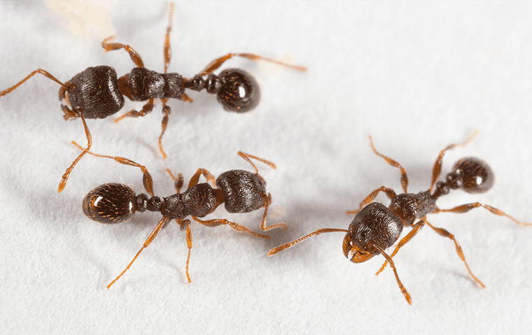 Ants of Florida Identification History and Natural